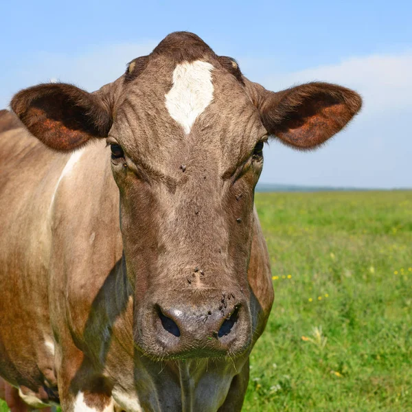 Goat Farm Pasture — Stockfoto