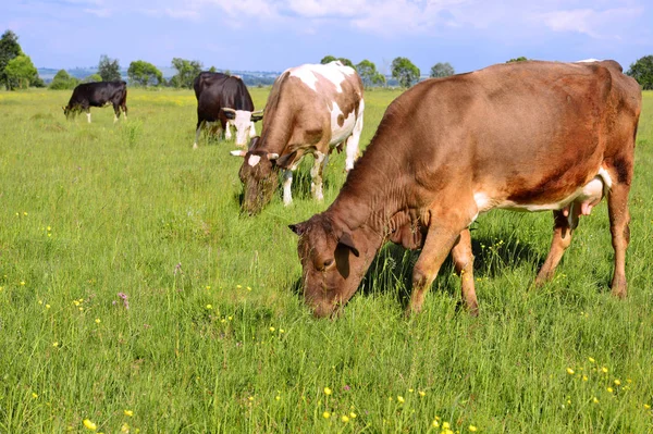 Krávy Letní Pastviny — Stock fotografie