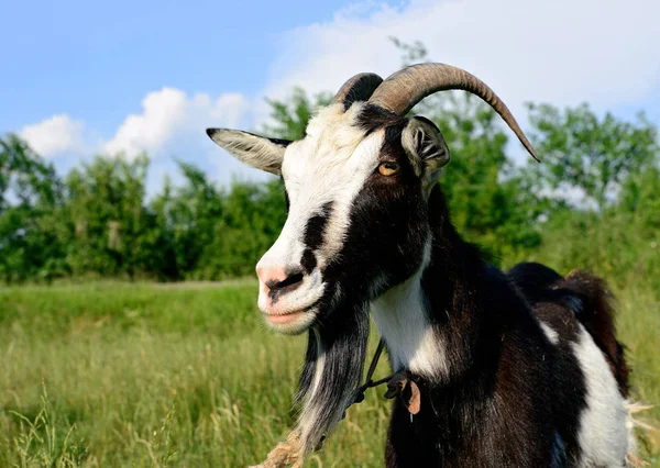 Goat Farm Pasture — Stock Photo, Image