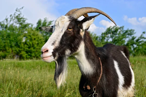 Goat Farm Pasture — Stock Photo, Image