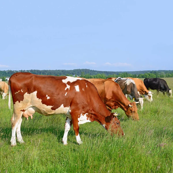 Vaches Sur Pâturage Été — Photo