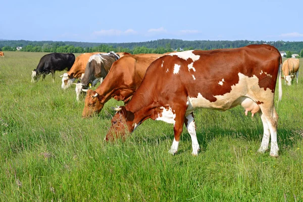 Nyári Legelő Tehenek — Stock Fotó