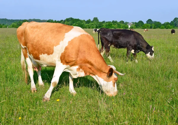 Vacas Pastagens Verão — Fotografia de Stock