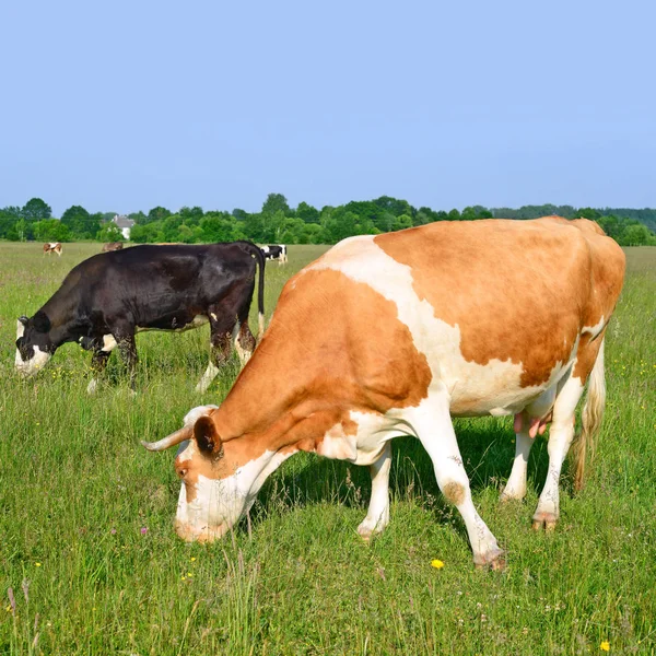 Cows Summer Pasture — Stock Photo, Image