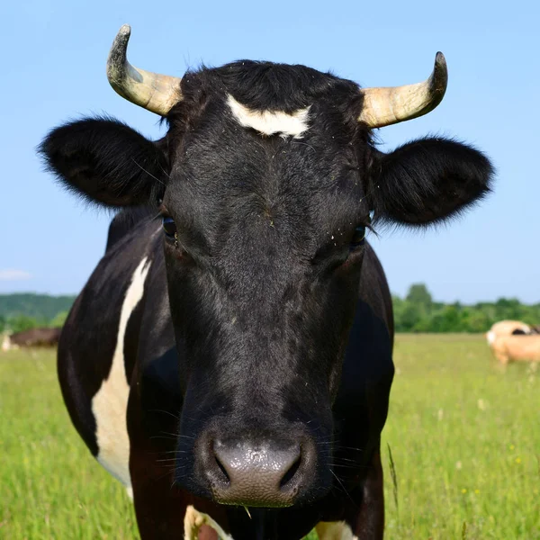 Közel Gyönyörű Fekete Fehér Tehén Réten — Stock Fotó