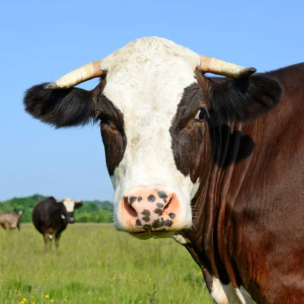 Gros Plan Belle Vache Noire Blanche Sur Prairie — Photo