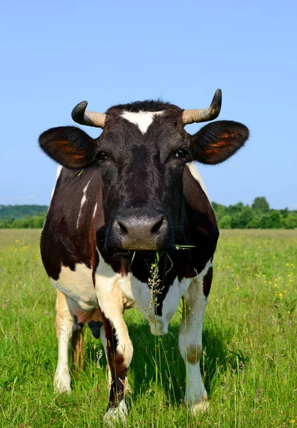 Primo Piano Bella Mucca Bianco Nero Sul Prato — Foto Stock