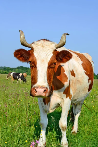 Vacas Pastagens Verão — Fotografia de Stock