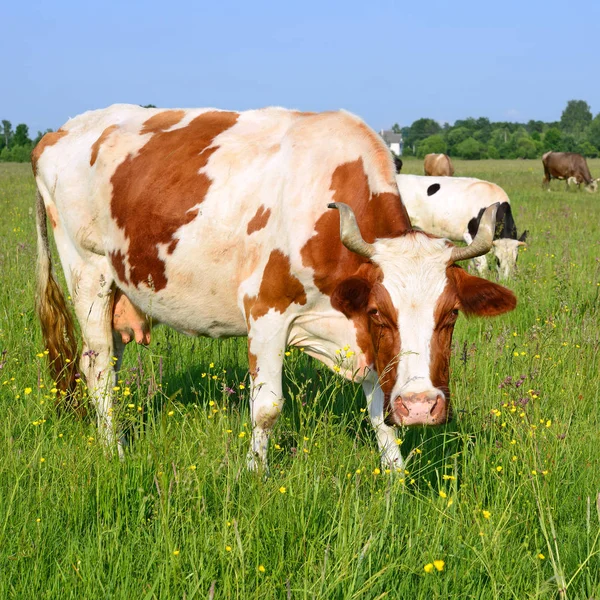 Vacas Pastos Verano — Foto de Stock
