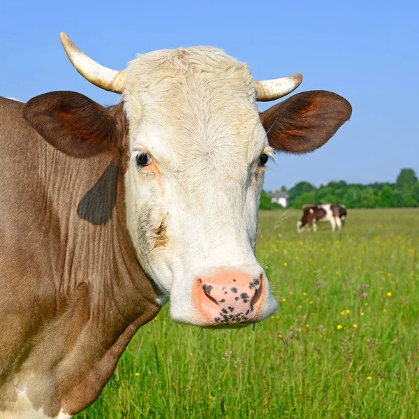 Kühe Auf Der Sommerweide — Stockfoto