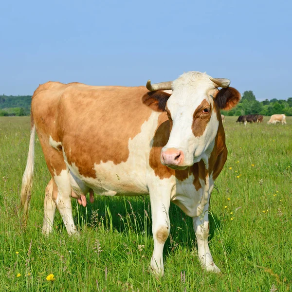 夏の放牧牛 — ストック写真