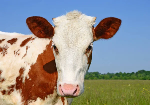 Close Beautiful Brown White Cow Meadow — стоковое фото