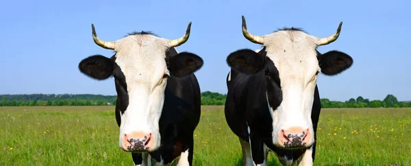 Vacas Pastagens Verão — Fotografia de Stock