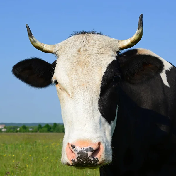 Primo Piano Bella Mucca Bianco Nero Sul Prato — Foto Stock