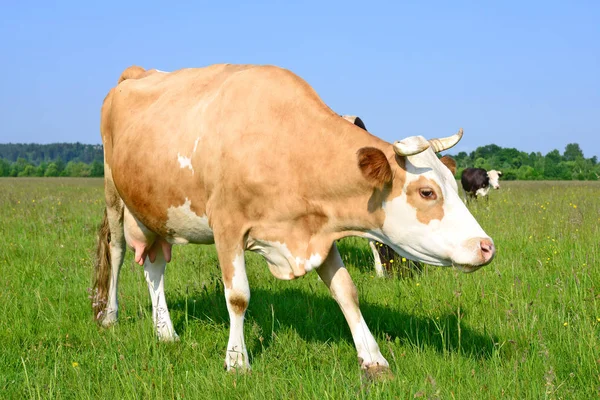 Cows Summer Pasture — Stock Photo, Image