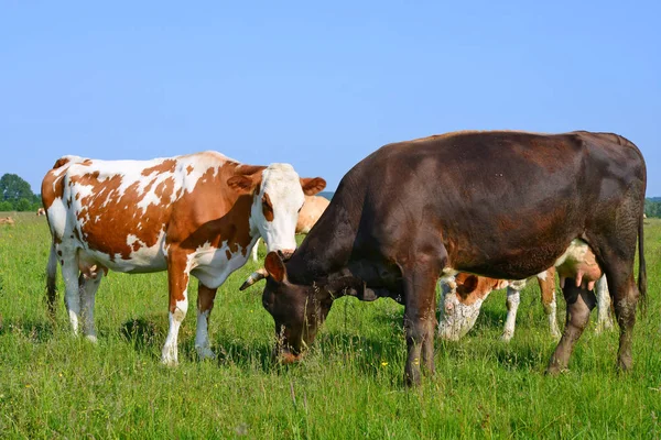 Vacas Pastos Verano — Foto de Stock