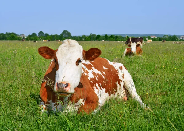 Коровы Летних Пастбищах — стоковое фото
