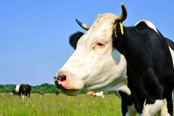 Close Bela Vaca Preta Branca Prado — Fotografia de Stock