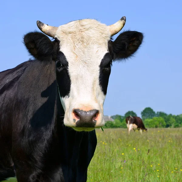 Közel Gyönyörű Fekete Fehér Tehén Réten — Stock Fotó