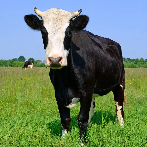 Nahaufnahme Einer Schönen Schwarz Weißen Kuh Auf Der Weide — Stockfoto