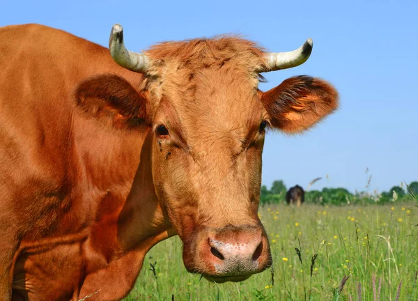 close up of beautiful brown and white cow on meadow