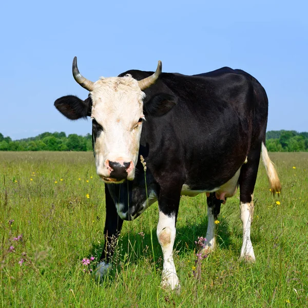 Close Van Mooie Zwart Witte Koe Weide — Stockfoto