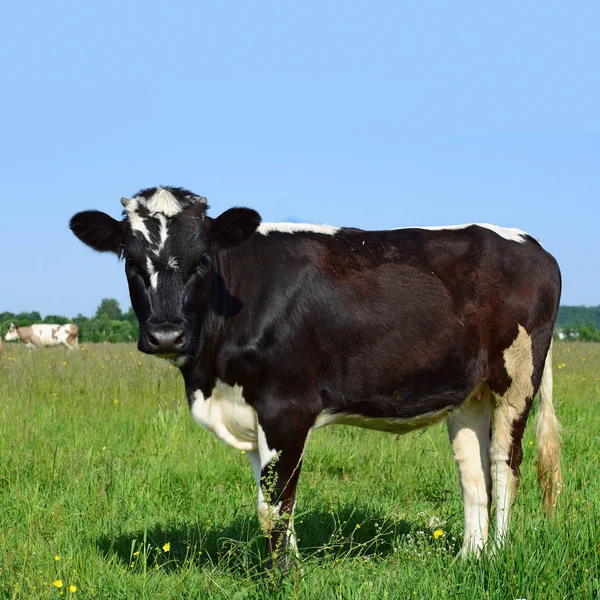 Nahaufnahme Einer Schönen Schwarz Weißen Kuh Auf Der Weide — Stockfoto