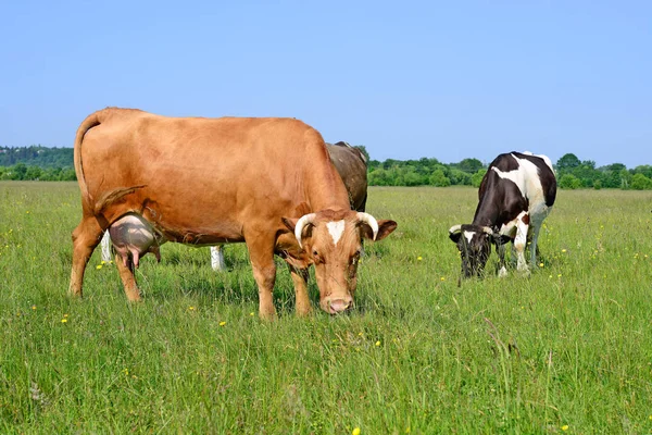 Корови Літній Пасовищі — стокове фото