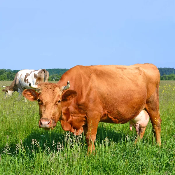 Vacche Pascolo Estivo Foto Stock