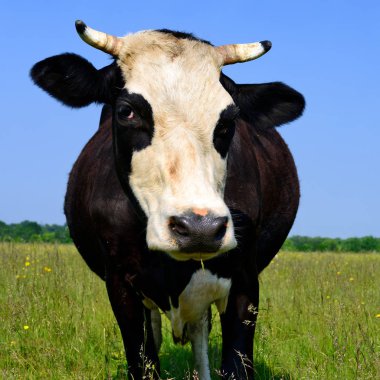 Çayırdaki güzel siyah beyaz ineğe yaklaş.