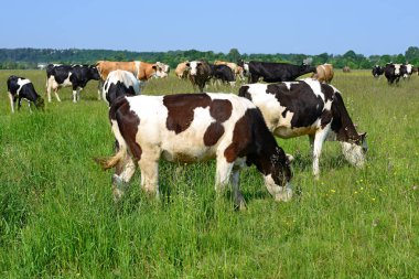 Yaz mera üzerinde ineklerin