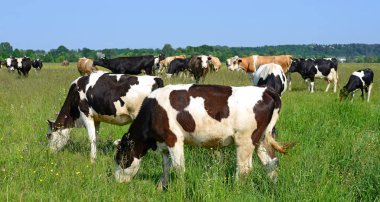 Yaz otlaküzerinde sürü