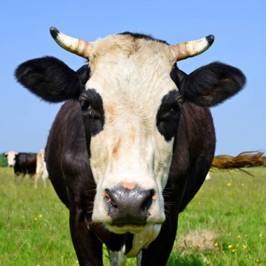 Yaz otlağında şirin bir inek