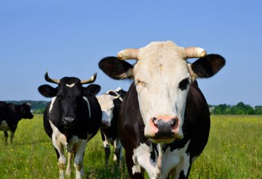 cows on green summer pasture