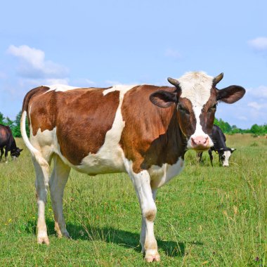 cows on green summer pasture