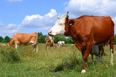cows on green summer pasture
