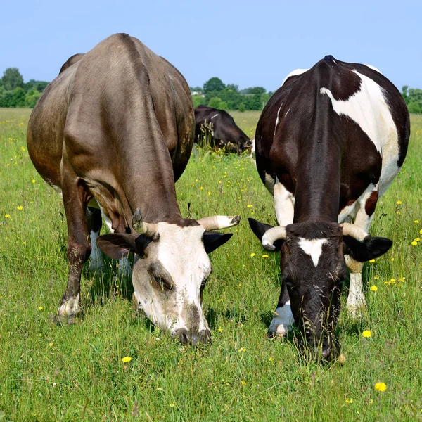 Lehmät Kesälaitumella — kuvapankkivalokuva