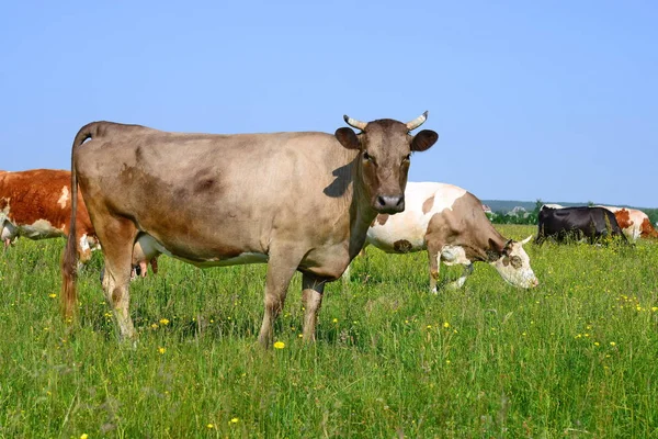 Vacas Pastagens Verão — Fotografia de Stock