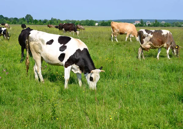 Krowy Pastwisku Lato — Zdjęcie stockowe