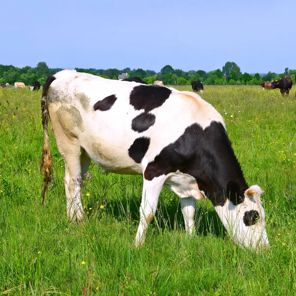 Närbild Vackra Svarta Och Vita Äng — Stockfoto