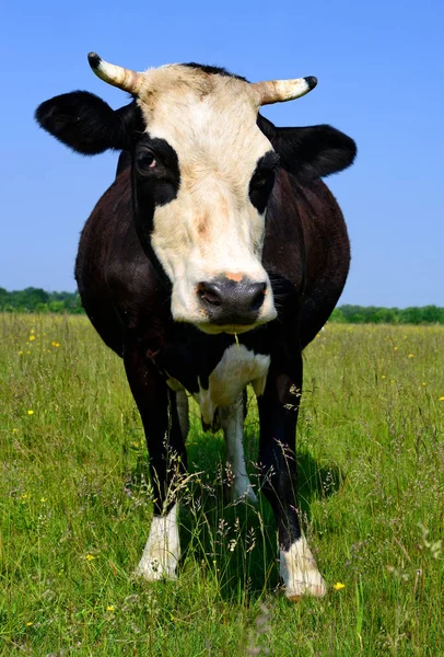 Gros Plan Belle Vache Noire Blanche Sur Prairie — Photo