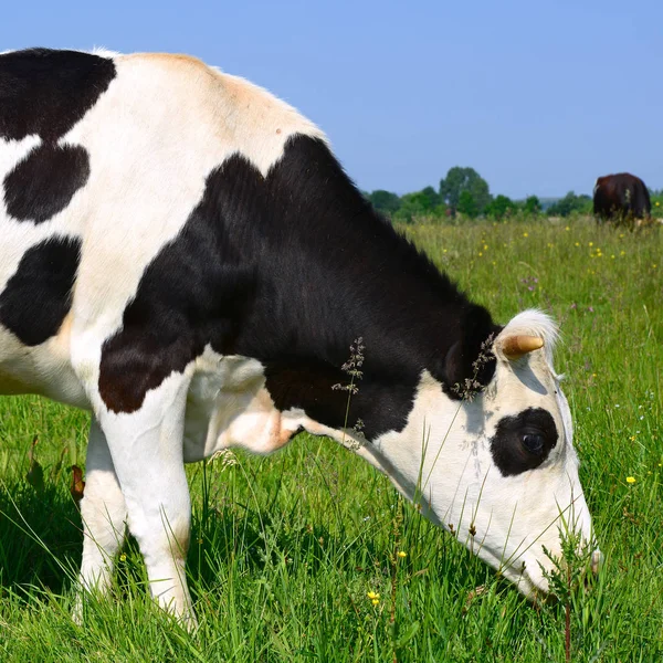 Gros Plan Belle Vache Noire Blanche Sur Prairie — Photo