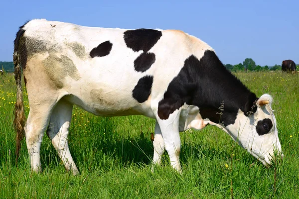 Primer Plano Hermosa Vaca Blanca Negra Prado — Foto de Stock