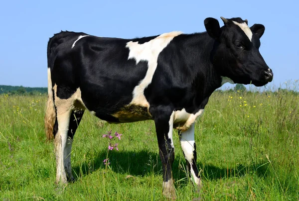 在草地上与美丽的黑白奶牛亲密接触 — 图库照片