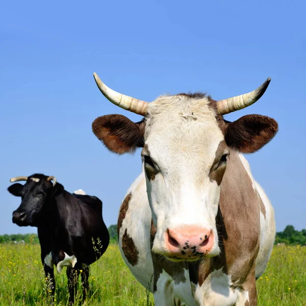 Vacas Pastos Verano —  Fotos de Stock