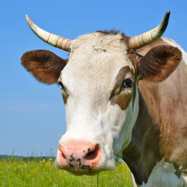 Perto Bela Vaca Marrom Branca Prado — Fotografia de Stock