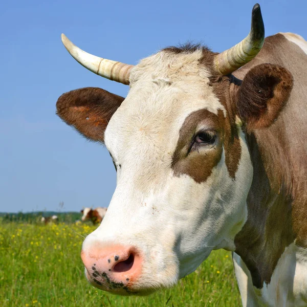 Primo Piano Bella Mucca Marrone Bianco Sul Prato — Foto Stock