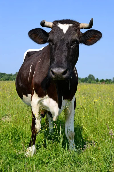 Gros Plan Belle Vache Noire Blanche Sur Prairie — Photo