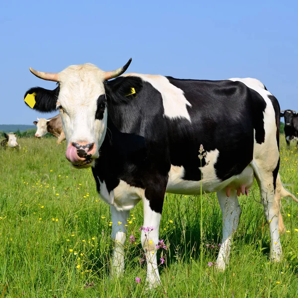 Kühe Auf Der Sommerweide — Stockfoto