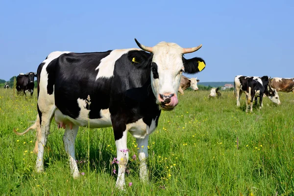 Vacas Pastagens Verão — Fotografia de Stock